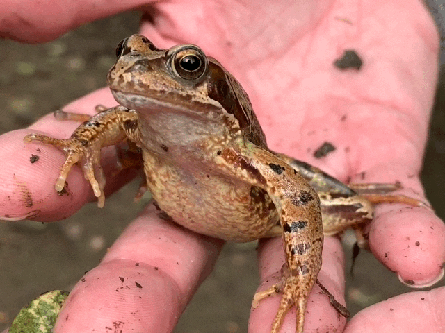 European Common Frog Rana temporaria